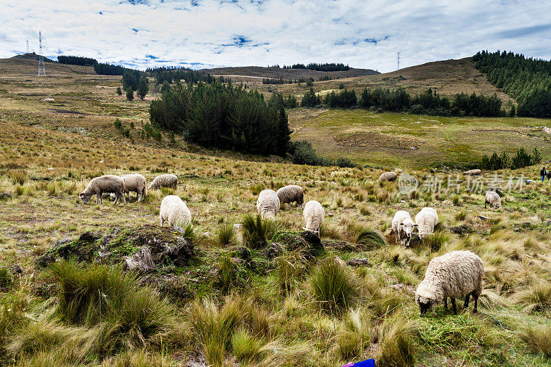 羊在Los frarones(石和尚)附近，秘鲁卡哈马卡附近的岩层。